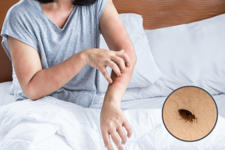 Comment se débarrasser des punaises de lit: méthodes efficaces pour une élimination rapide
