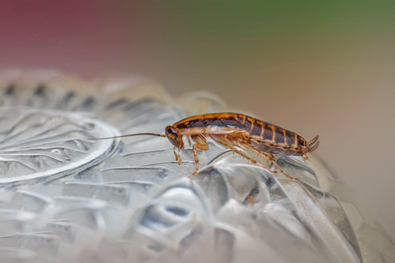 Comment se débarrasser des blattes germaniques: gel insecticide et pièges adhésifs, des solutions efficaces pour la cuisine